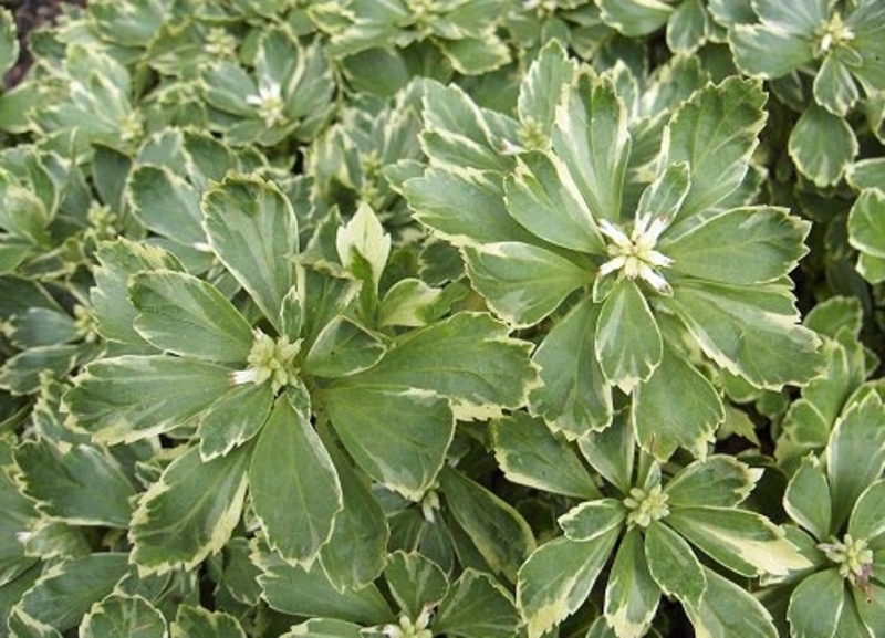 PACHYSANDRA TERM. VARIEGATA
