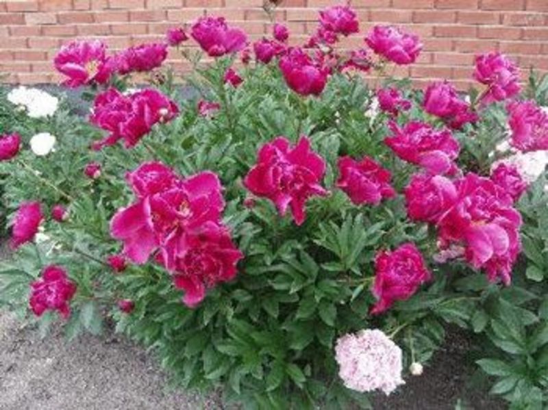 PAEONIA SUFFRUTICOSA