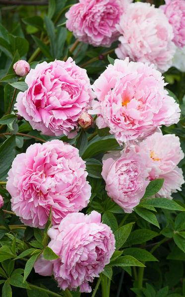 PAEONIA LACTIFLORA