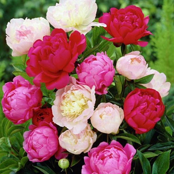 PAEONIA LACTIFLORA