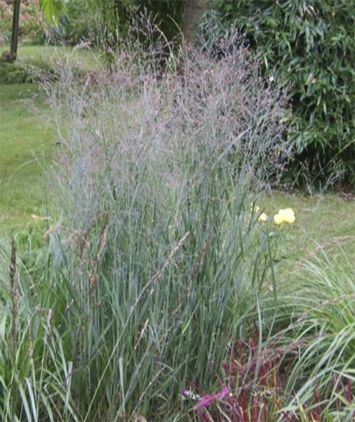 PANICUM VIRGATUM HEAVY METAL