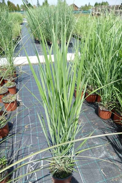 PANICUM VIRGATUM NORTHWIND