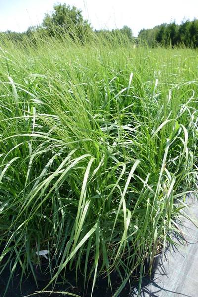 PANICUM VIRGATUM REHBRAUN