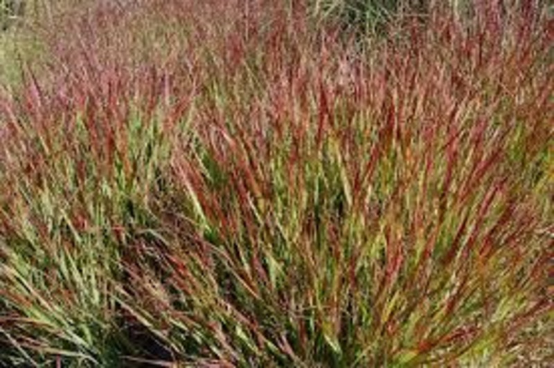 PANICUM VIRGATUM SHENANDOAH