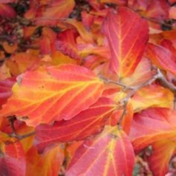 PARROTIA PERSICA TUZMADÁR