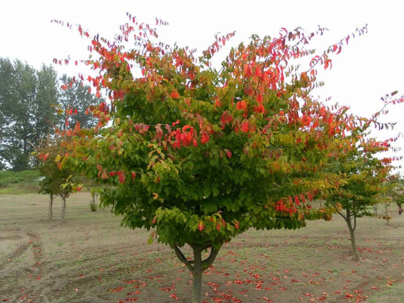 PARROTIA PERSICA