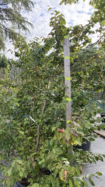 PARROTIA PERSICA
