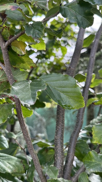 PARROTIA PERSICA