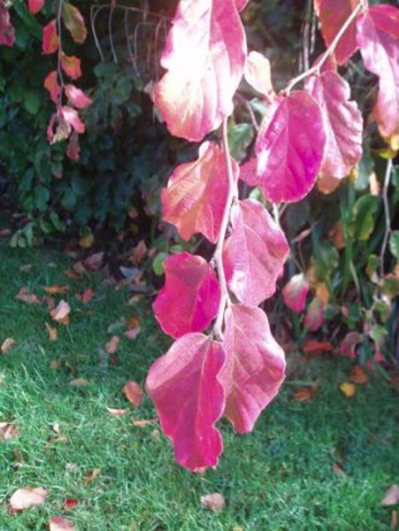 PARROTIA PERSICA OKTÓBER