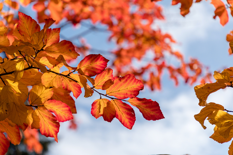 PARROTIA PERSICA OKTOBER