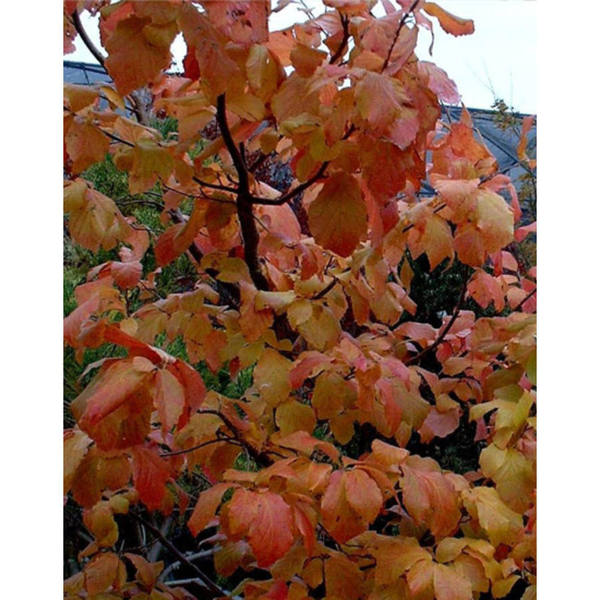 PARROTIA PERSICA SELECT