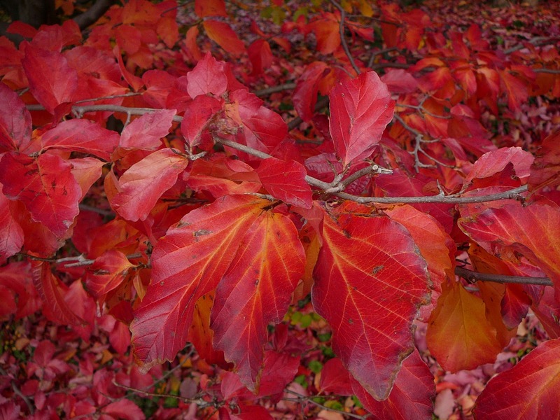 PARROTIA PERSICA TUZMADÁR
