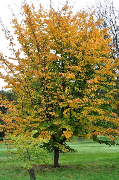 PARROTIA PERSICA VANESSA