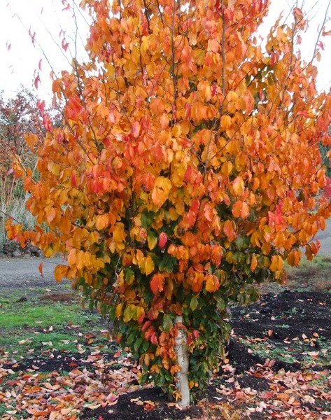 PARROTIA PERSICA VANESSA