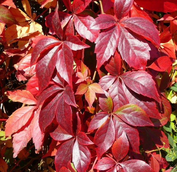 PARTHENOCISSUS QUINQUEFOLIA