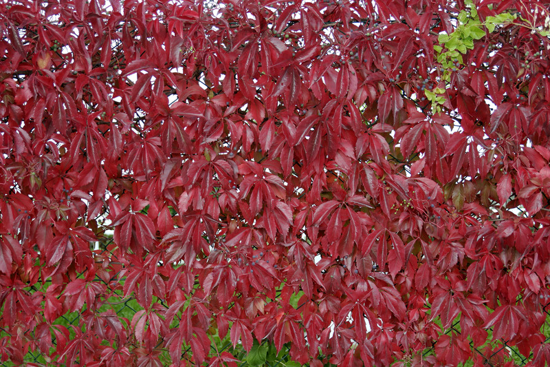 PARTHENOCISSUS QUINQUEFOLIA