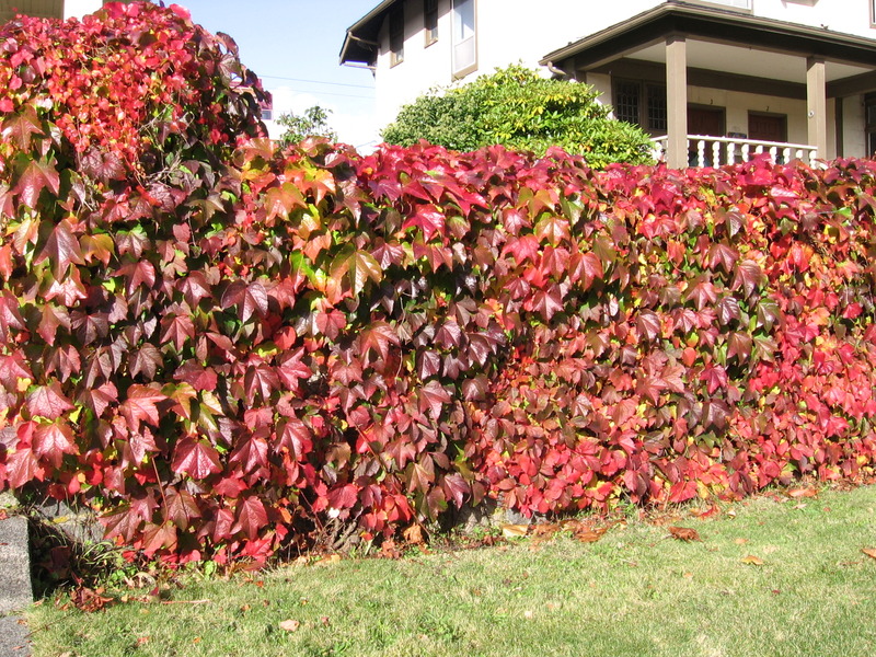 PARTHENOCISSUS QUINQUEFOLIA