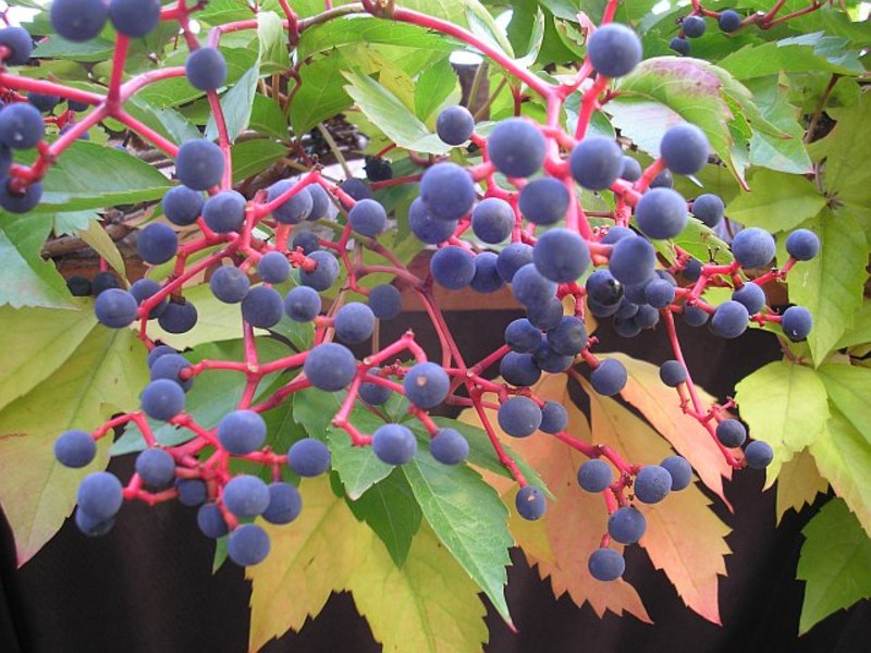 PARTHENOCISSUS QUINQUEFOLIA