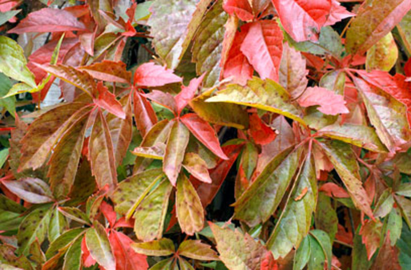 PARTHENOCISSUS QUINQUEFOLIA
