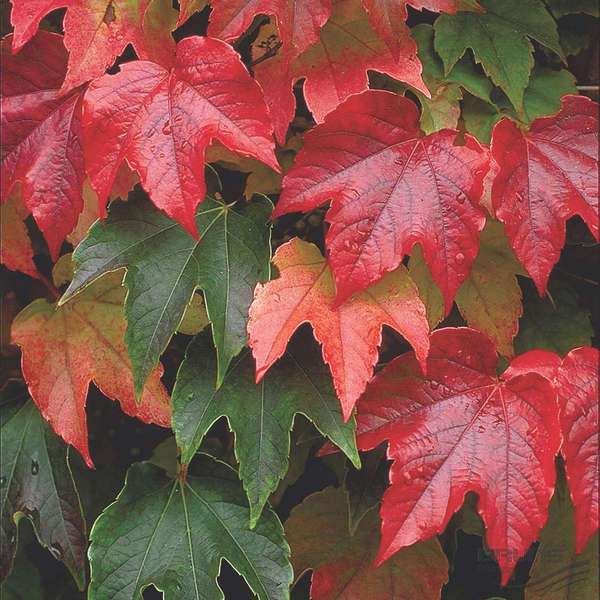 PARTHENOCISSUS TR. VEITCHII