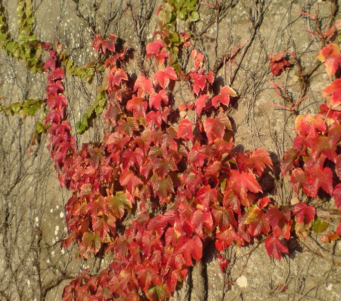 PARTHENOCISSUS TR. VEITCHII