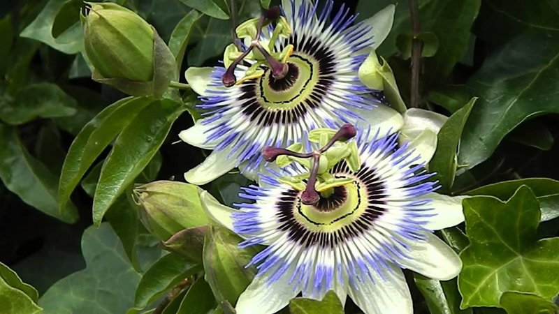 PASSIFLORA CAERULEA