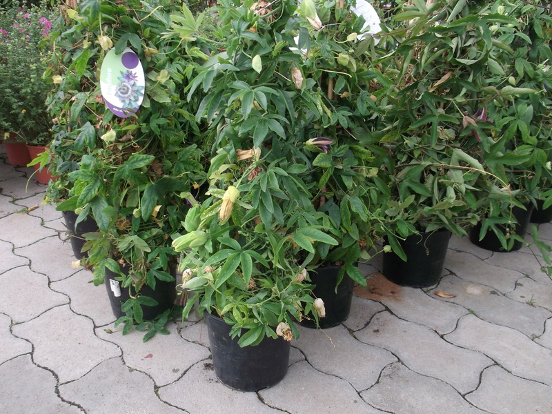 PASSIFLORA CAERULEA