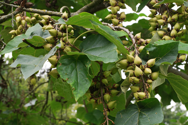 PAULOWNIA TOMENTOSA