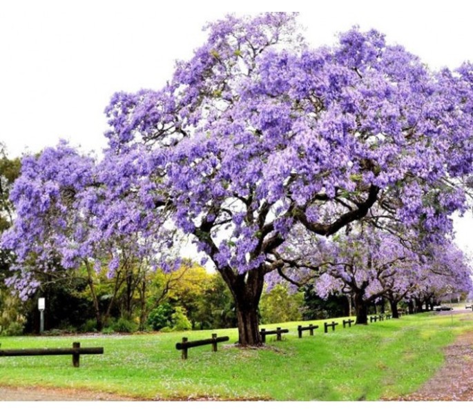 PAULOWNIA TOMENTOSA