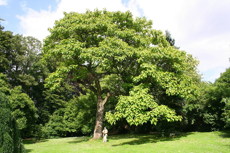 PAULOWNIA TOMENTOSA