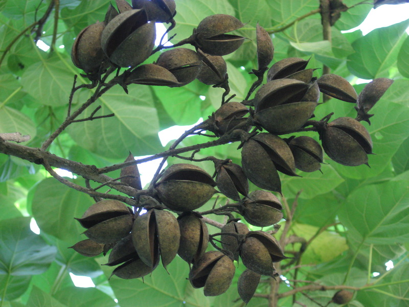 PAULOWNIA TOMENTOSA