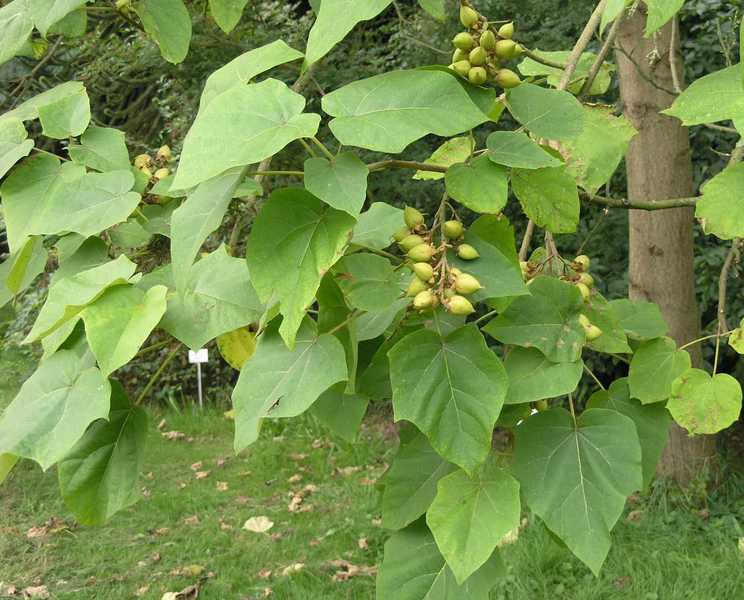 PAULOWNIA TOMENTOSA