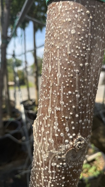 PAULOWNIA TOMENTOSA