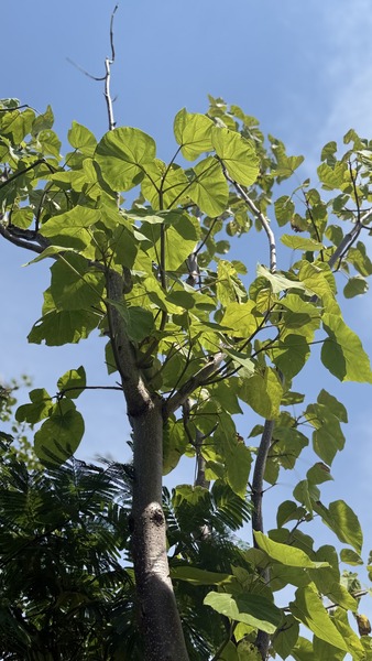 PAULOWNIA TOMENTOSA