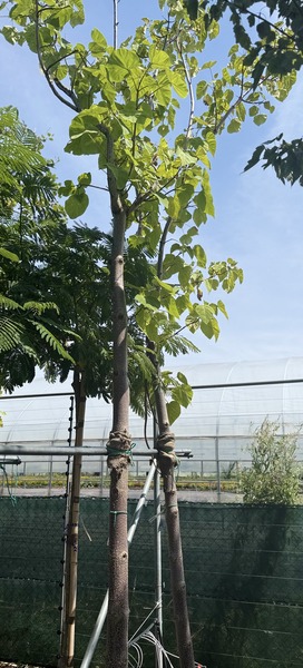 PAULOWNIA TOMENTOSA