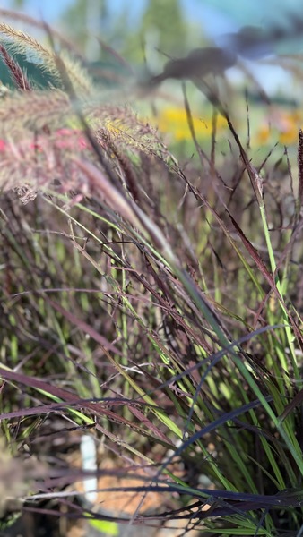 PENNISETUM ADVEBA RUBRUM