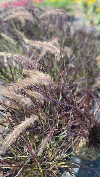 PENNISETUM ADVEBA RUBRUM