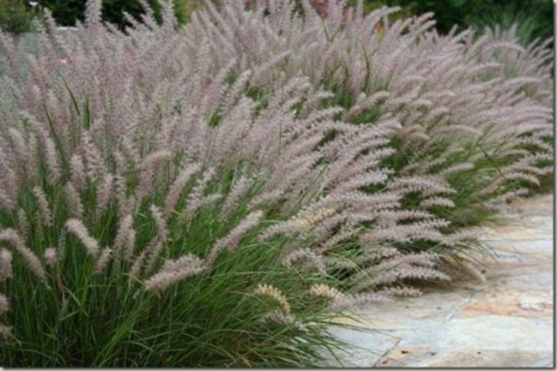 PENNISETUM ALOP. MAGIC