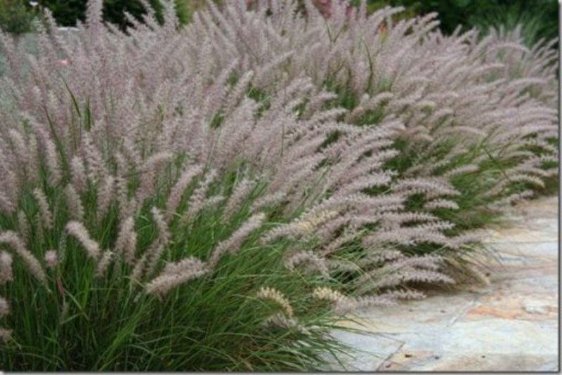 PENNISETUM ALOP. MAGIC