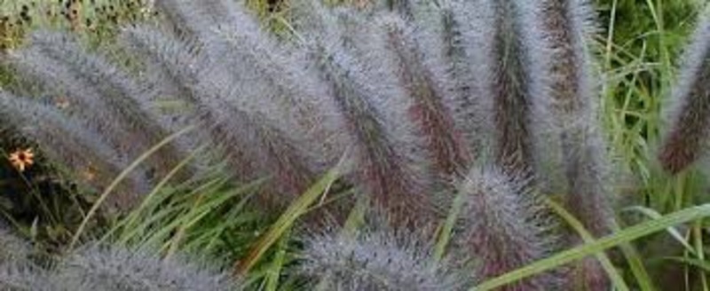 PENNISETUM ALOP. MOUDRY