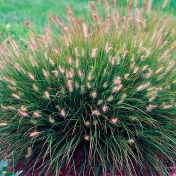PENNISETUM ALOPECUROIDES