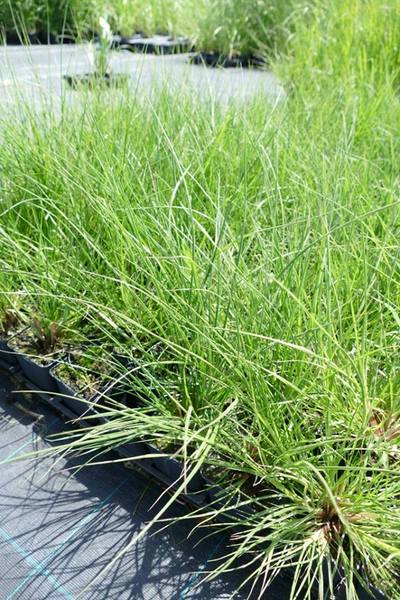 PENNISETUM ALOP. GELBSTIEL