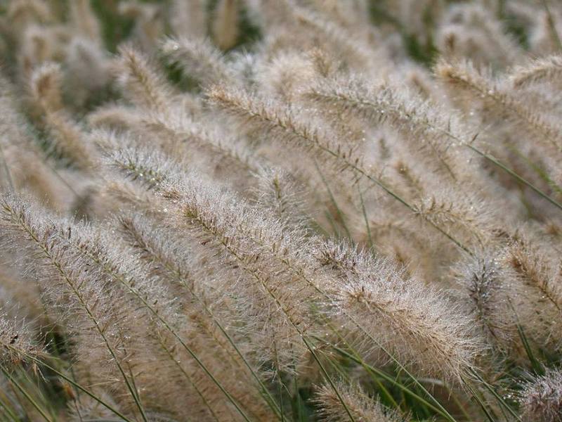 PENNISETUM ALOP. HAMELN