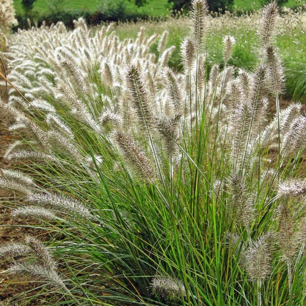 PENNISETUM ALOPECUROIDES