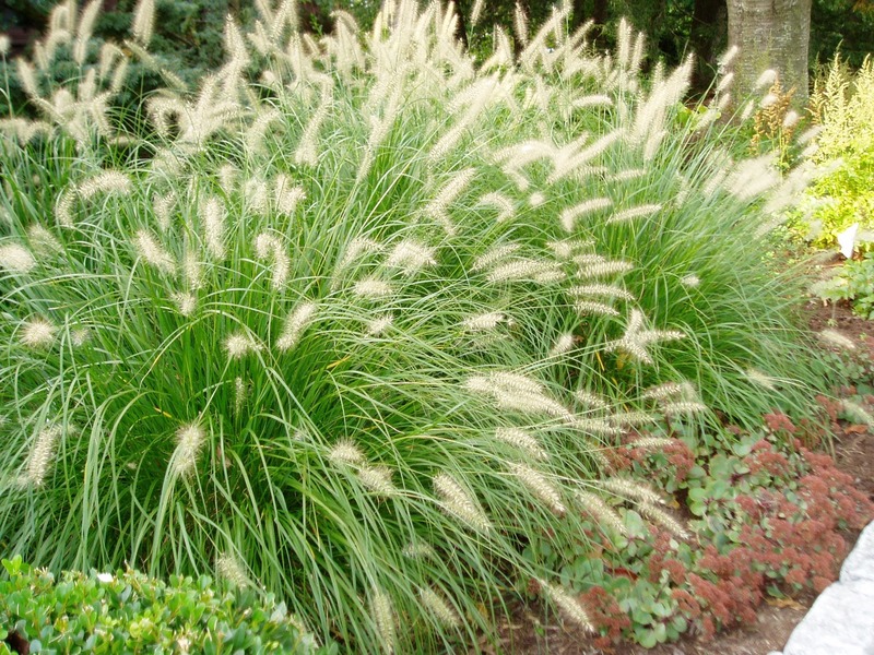 PENNISETUM ALOPECUROIDES