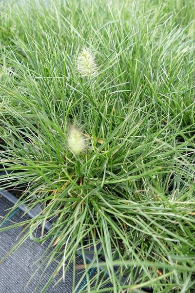 PENNISETUM ALOP. LITTLE HONEY