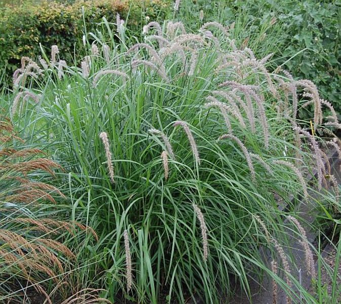 PENNISETUM ORIENT. TALL TAILS