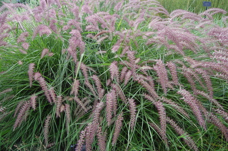 PENNISETUM ORIENT. KARLEY ROSE