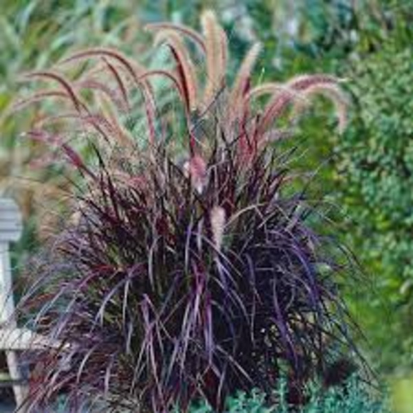 PENNISETUM SETACEUM RUBRUM