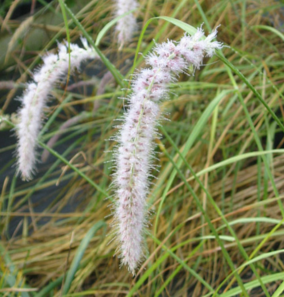 PENNISETUM ORIENT. TALL TAILS